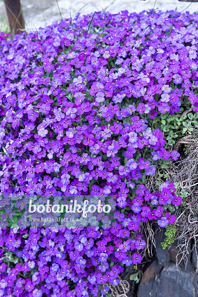 651102 - Aubrieta (Aubrieta x cultorum 'Blue Emperor')
