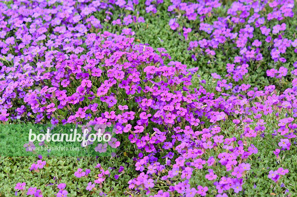 531094 - Aubriète (Aubrieta)