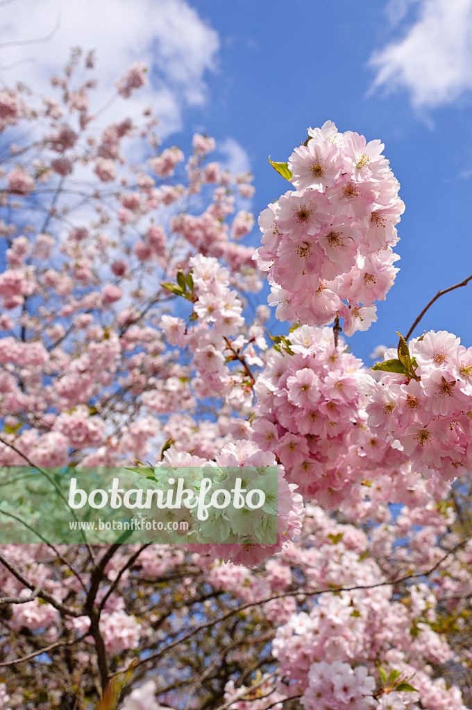 483239 - Autumn cherry (Prunus subhirtella x sargentii 'Accolade')
