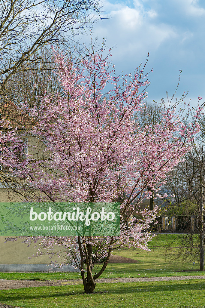 651447 - Autumn cherry (Prunus subhirtella x sargentii 'Accolade')