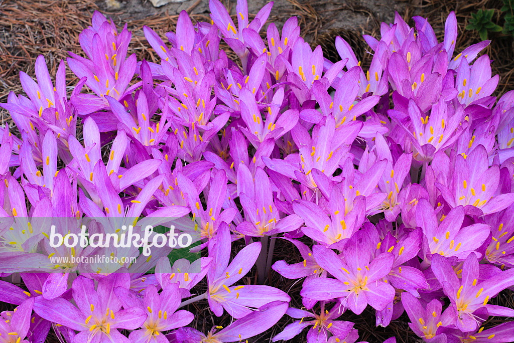 672053 - Autumn crocus (Colchicum autumnale)