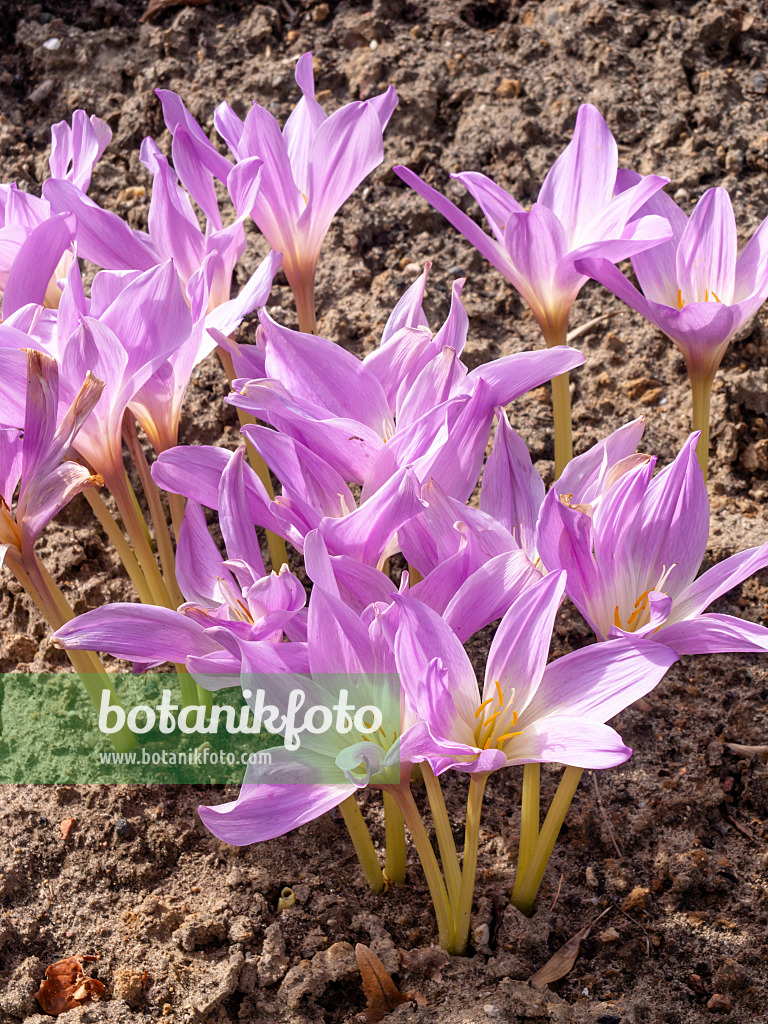 453006 - Autumn crocus (Colchicum speciosum)