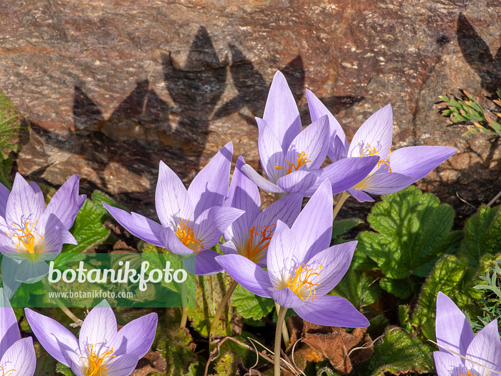 442091 - Autumn crocus (Crocus speciosus)