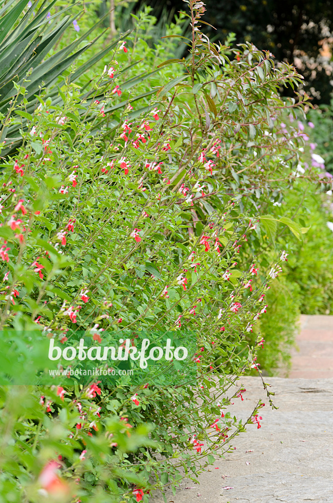 533123 - Autumn sage (Salvia greggii 'Hot Lips')