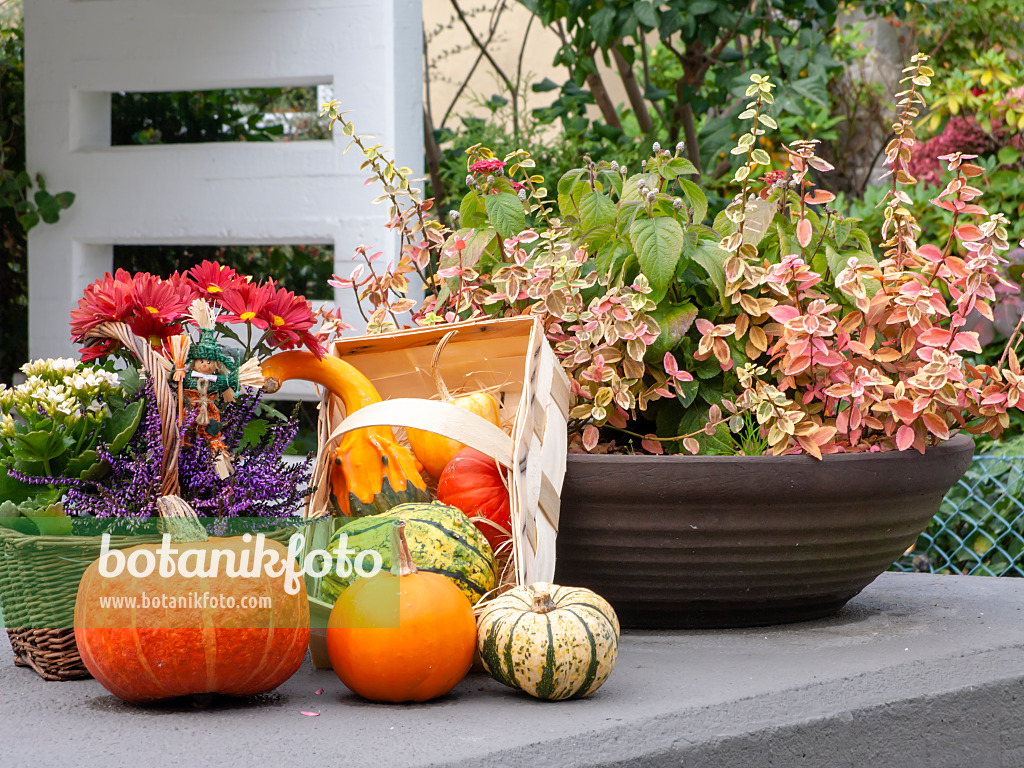 477134 - Autumnal decoration
