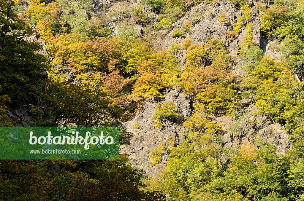 501217 - Autumnal mountain forest, Bode Valley Nature Reserve, Germany
