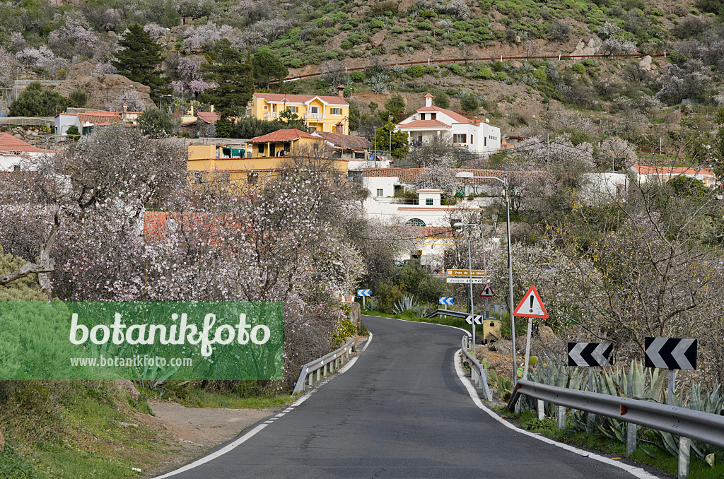 564197 - Ayacata, Gran Canaria, Espagne