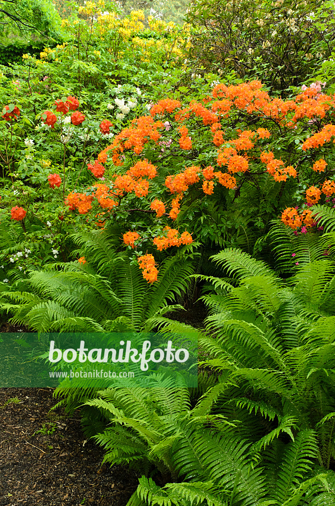 496232 - Azaleas (Rhododendron) and ostrich fern (Matteuccia struthiopteris)