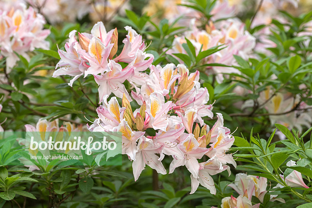 638249 - Azalée du Pacifique (Rhododendron occidentale 'Irene Koster')