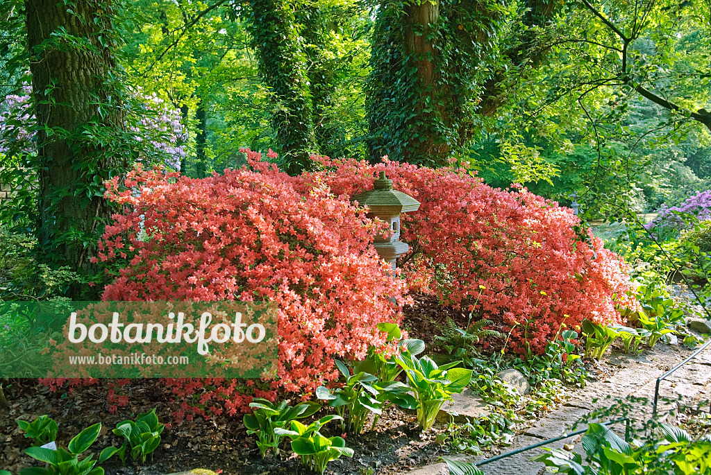 502402 - Azalée japonaise (Rhododendron x obtusum)