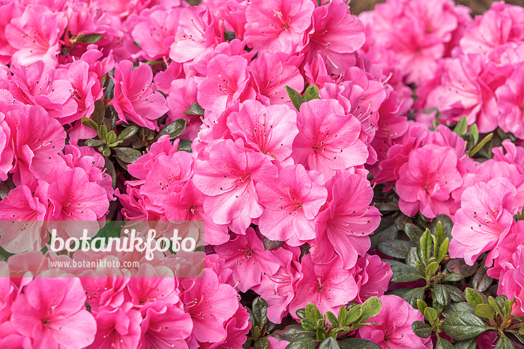 638267 - Azalée japonaise (Rhododendron x obtusum 'Pinky Jane')