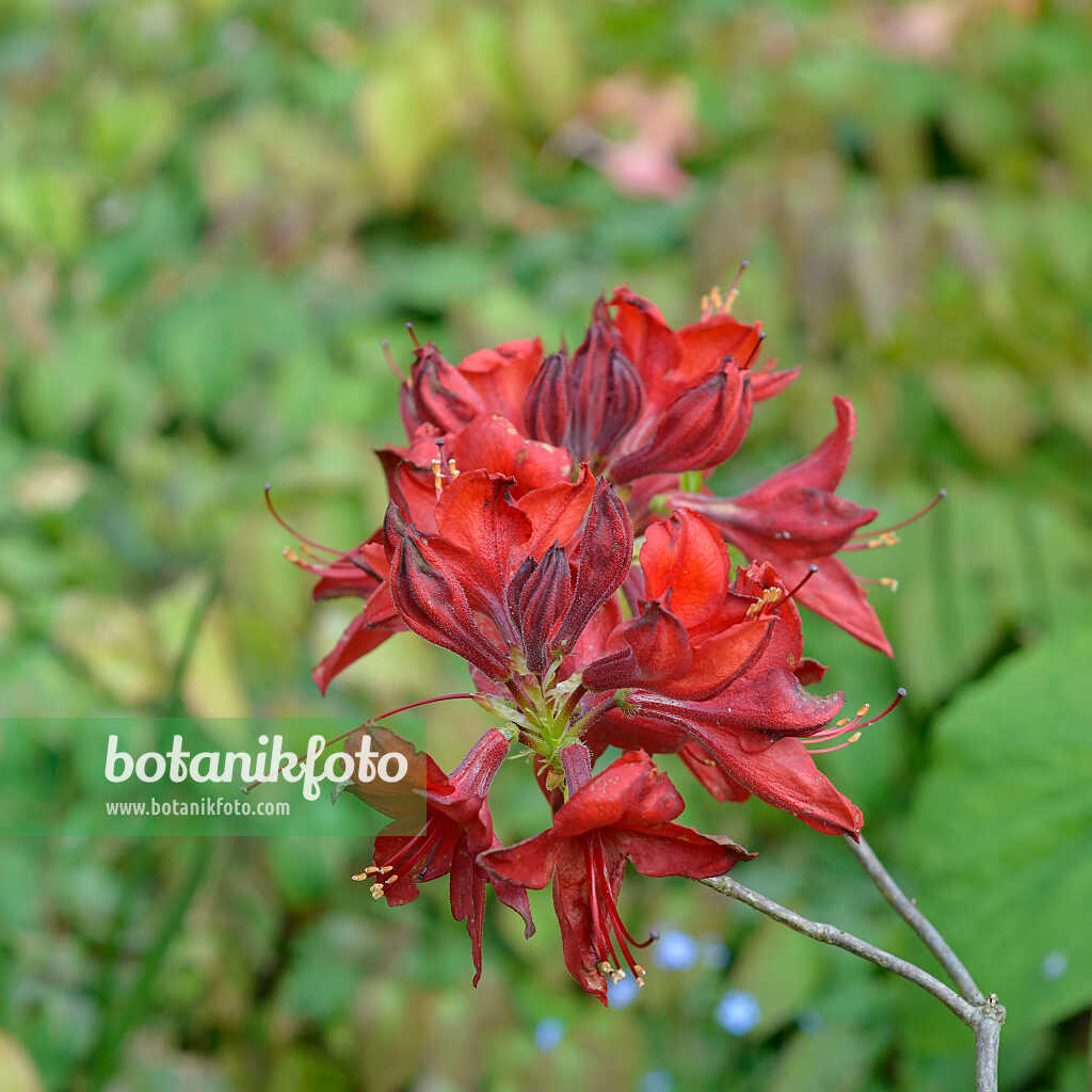 675339 - Azalée pontique (Rhododendron luteum 'Nabucco')