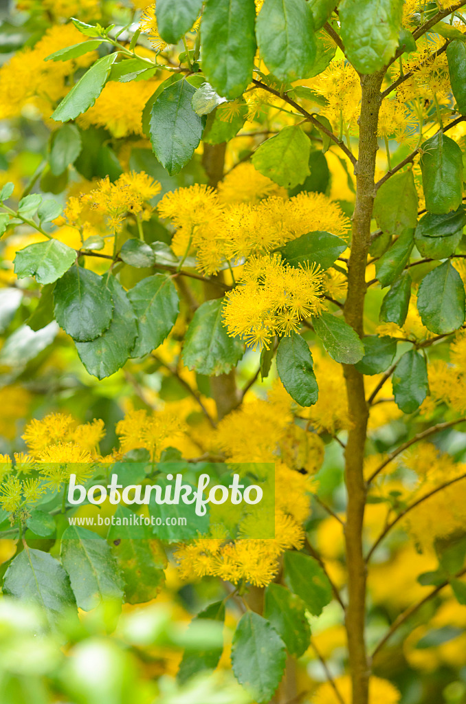 533302 - Azara serrata