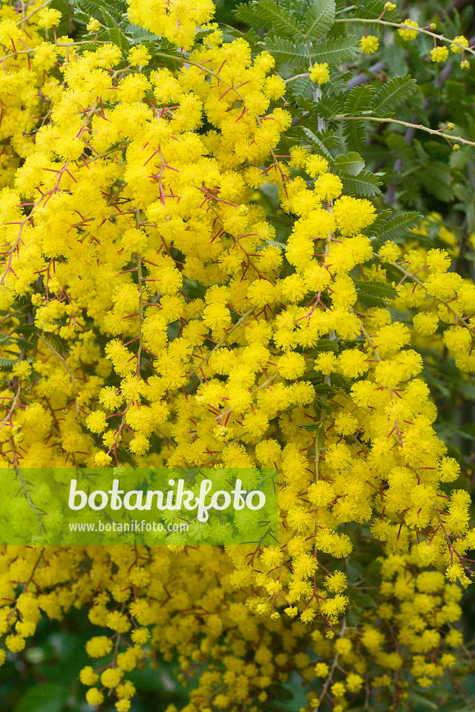 672021 - Bailey's wattle (Acacia baileyana 'Purpurea')
