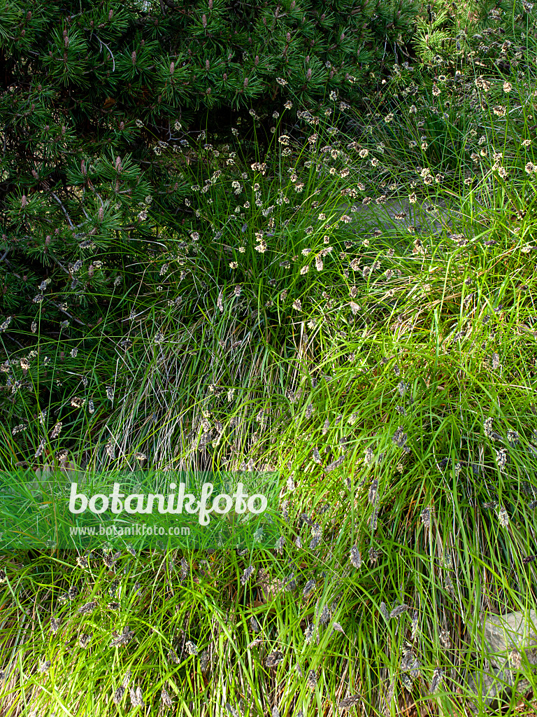 459007 - Balkan blue grass (Sesleria heufleriana)