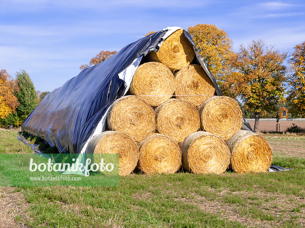 525229 - Balles de foin, Brandebourg, Allemagne