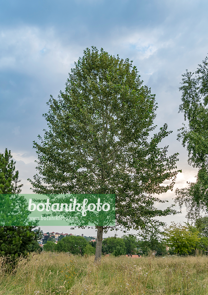664325 - Balsam poplar (Populus balsamifera)