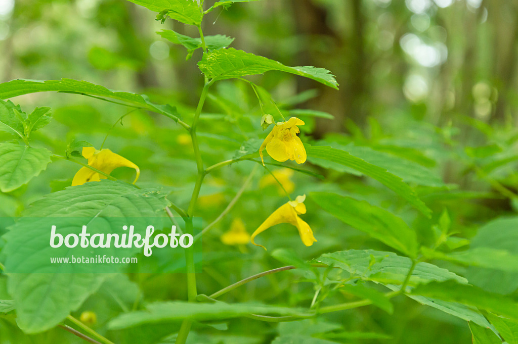 509181 - Balsamine des bois (Impatiens noli-tangere)