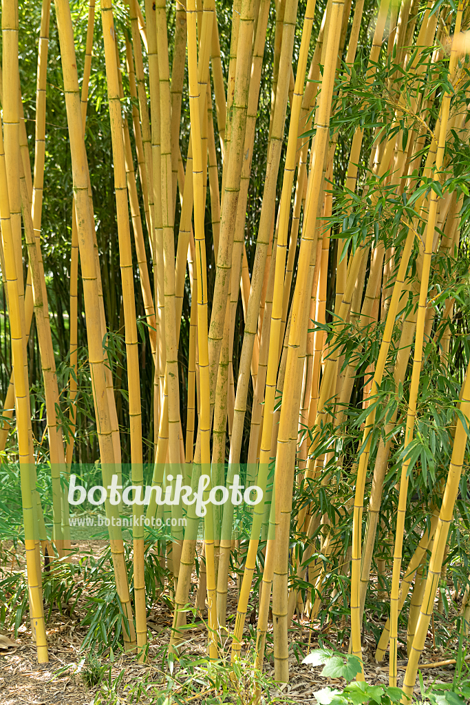 664303 - Bambou doré (Phyllostachys aurea 'Koi')