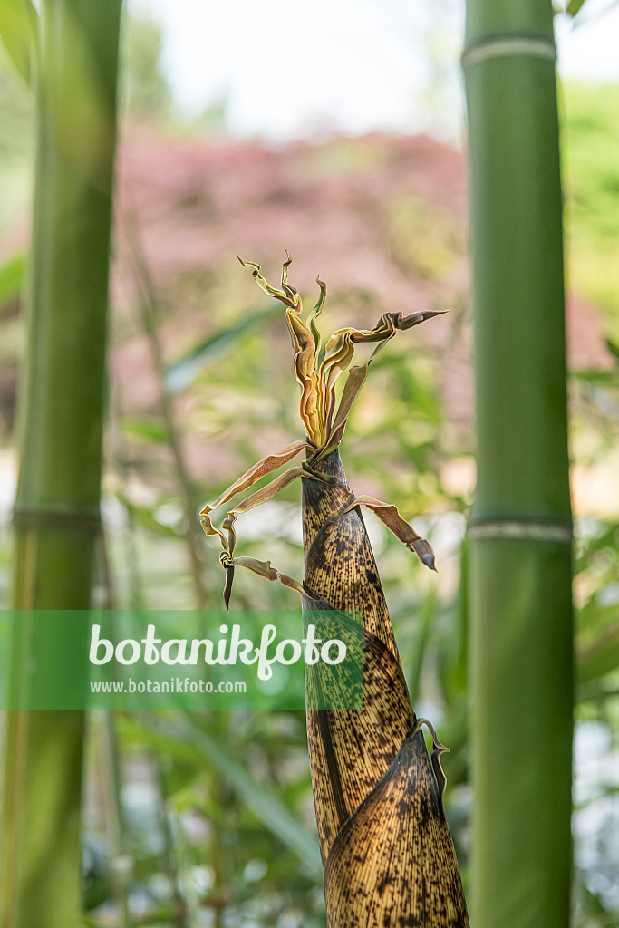 664304 - Bambou (Phyllostachys vivax 'Huangwenzhu')
