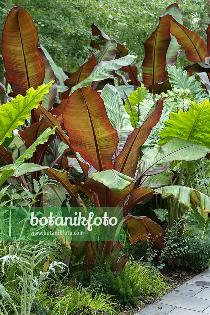 675029 - Bananier d'Abyssinie (Ensete ventricosum 'Maurelii' syn. Ensete edule 'Maurelii')