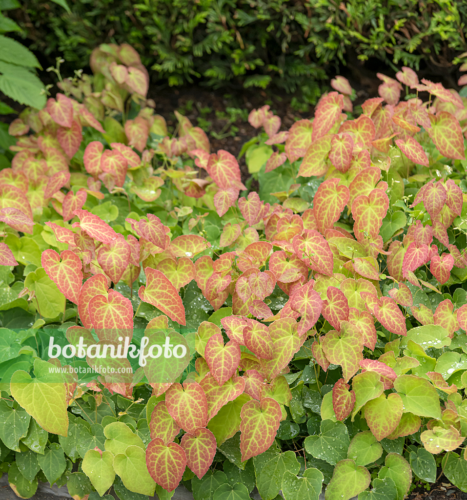 664135 - Barrenwort (Epimedium x perralchicum 'Frohnleiten')