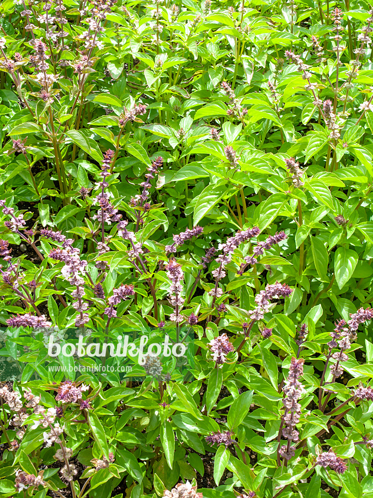 450010 - Basilic à l'anis (Ocimum basilicum)
