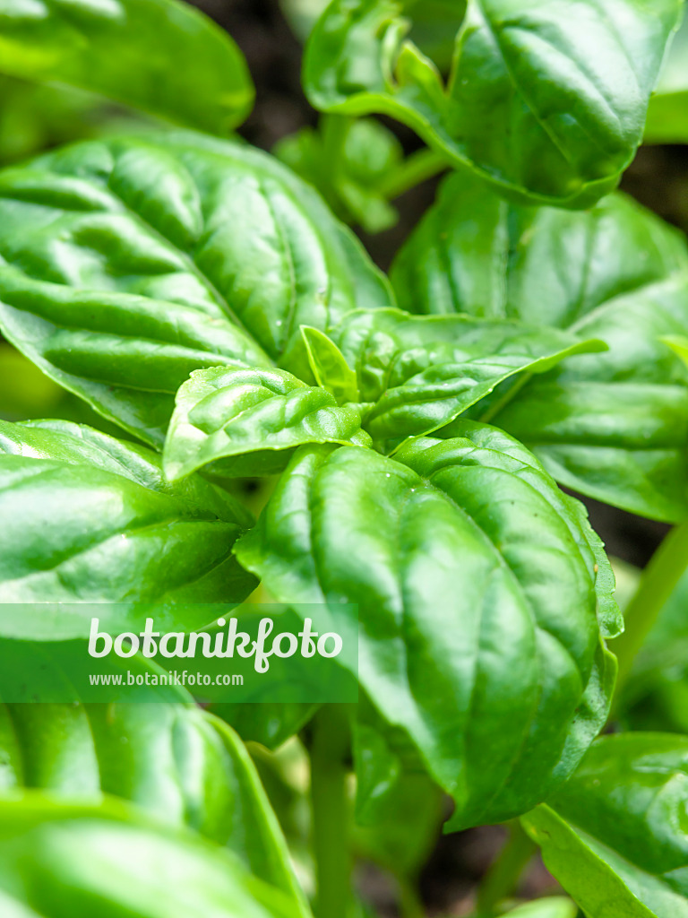440011 - Basilic sacré des Indes (Ocimum tenuiflorum)