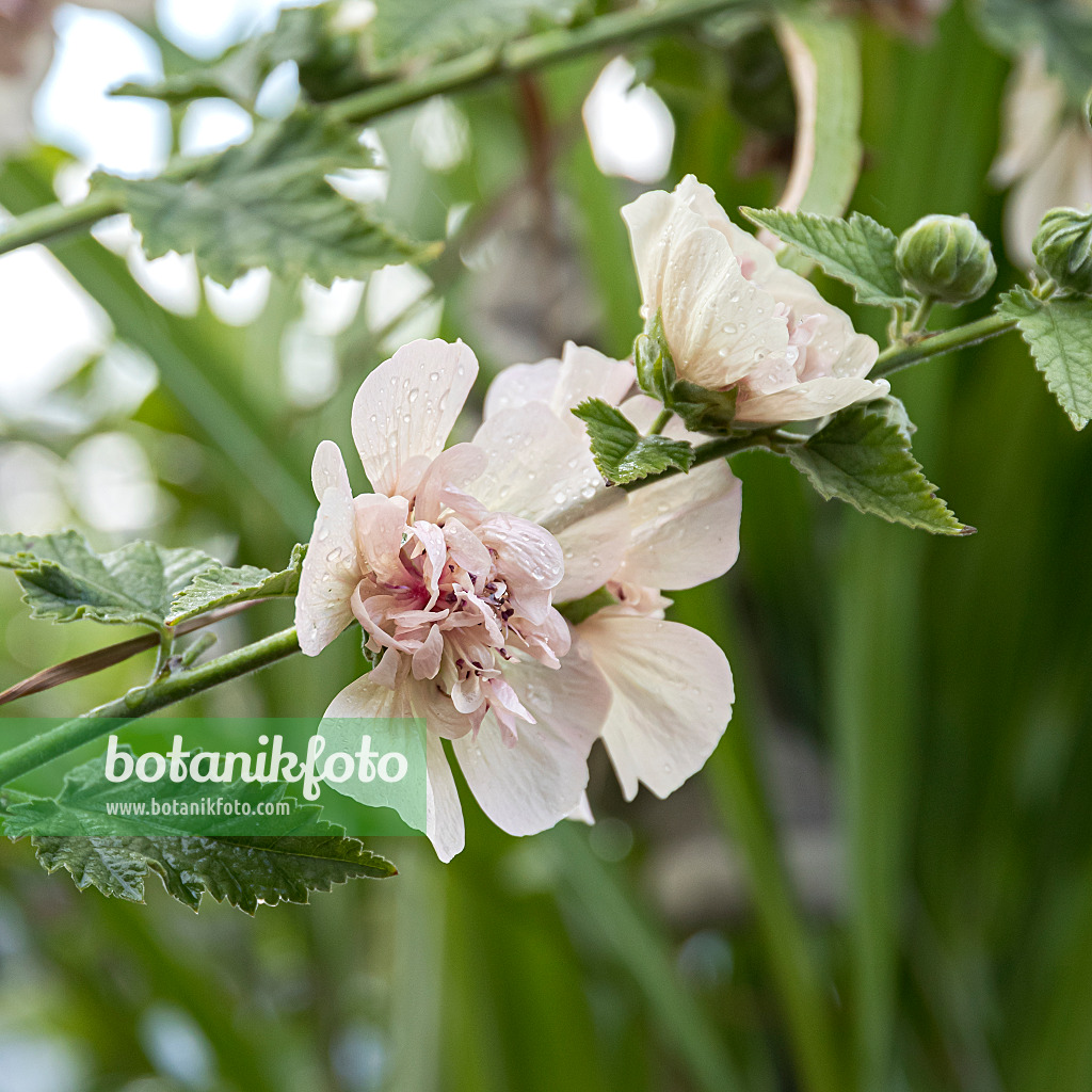 651039 - Bastardmalve (Alcalthaea suffrutescens 'Parkallee')