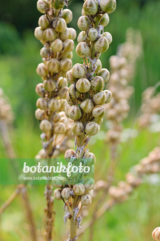 486207 - Bâton de Jacob (Asphodeline lutea)