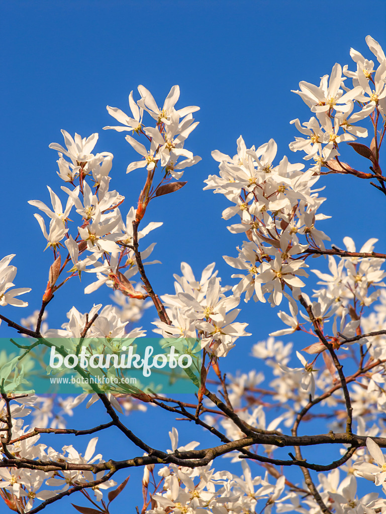 424136 - Baumartige Felsenbirne (Amelanchier arborea)