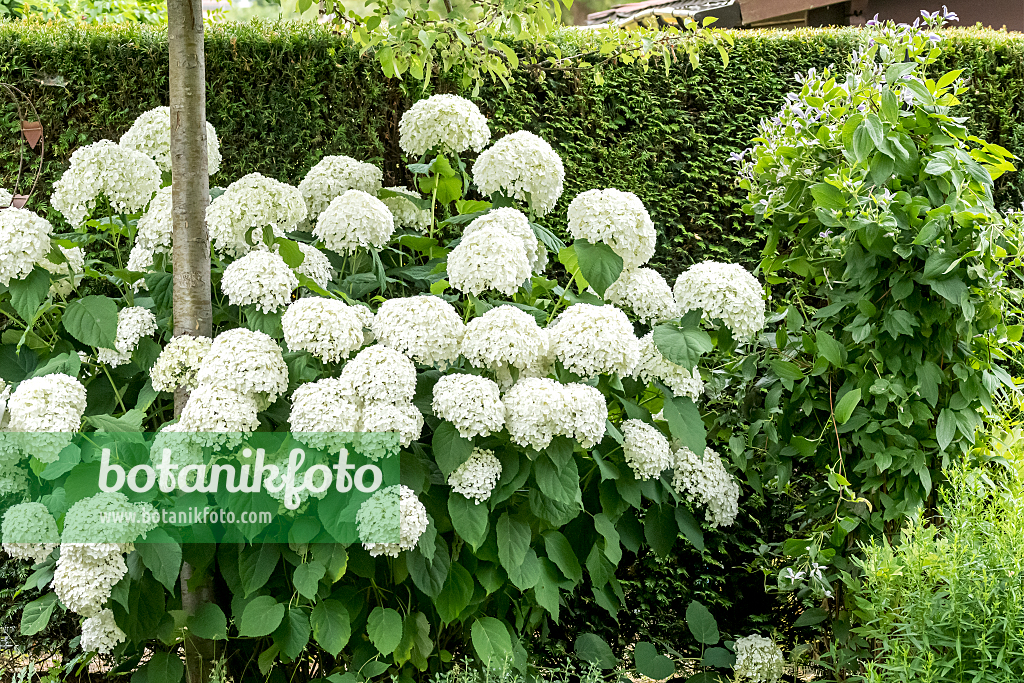 664193 - Baumhortensie (Hydrangea arborescens 'Strong Annabelle')