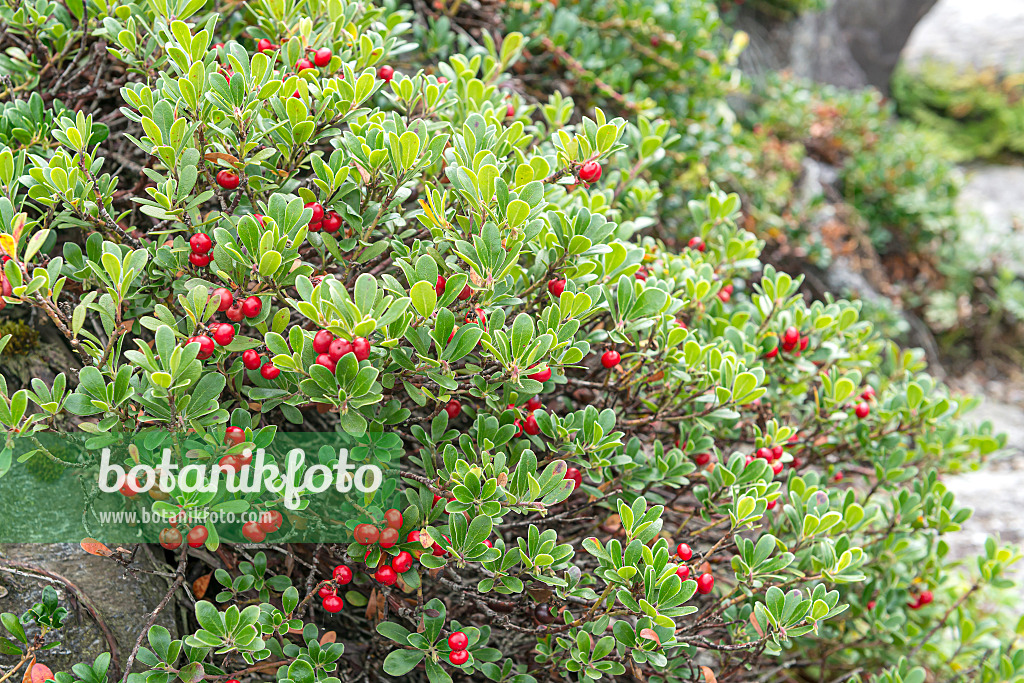 651074 - Bearberry (Arctostaphylos uva-ursi)