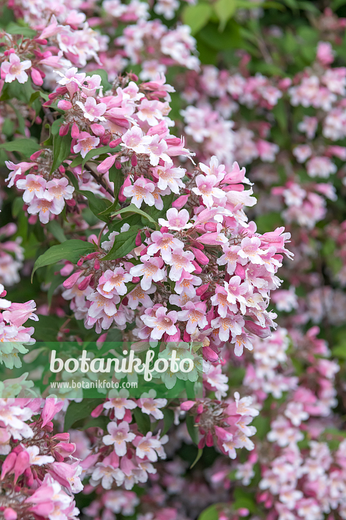 664220 - Beauty bush (Kolkwitzia amabilis 'Rosea')