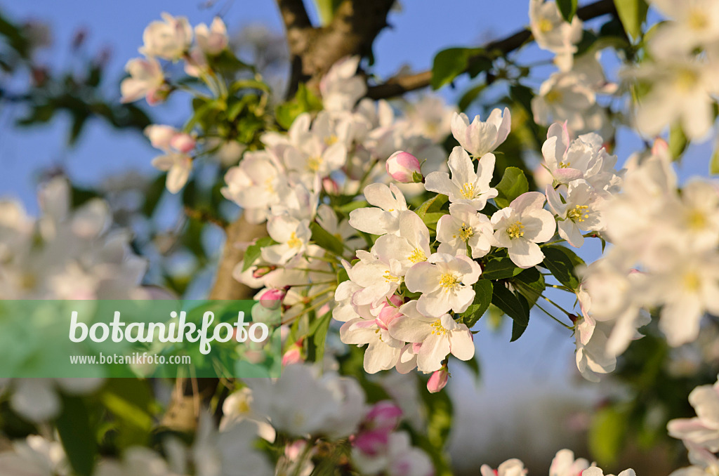 520040 - Beerenapfel (Malus baccata)