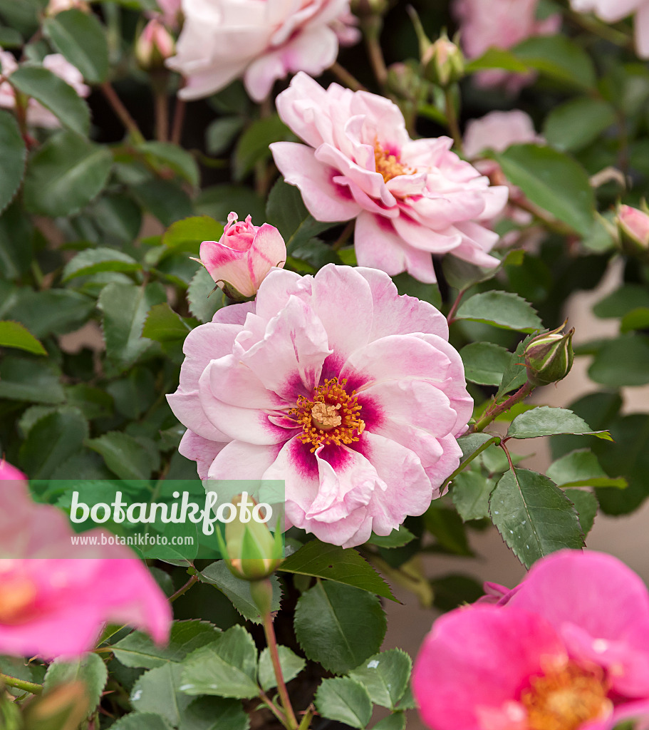 651492 - Beetrose (Rosa Bright Eyes)