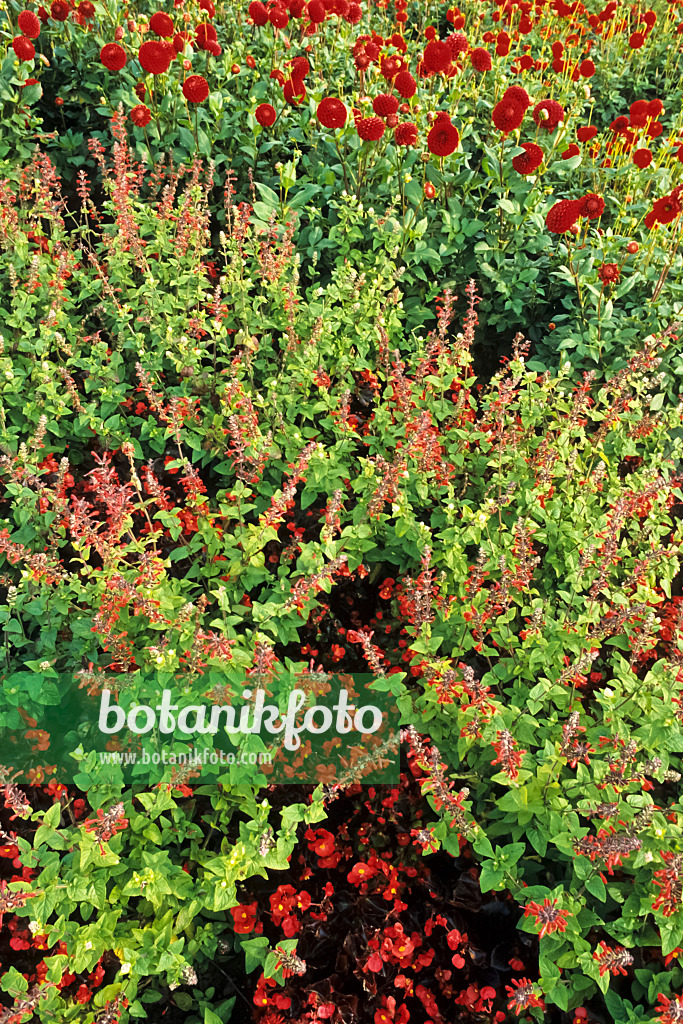 383005 - Bégonia (Begonia), sauge écarlate à calice noir (Salvia coccinea) et dahlia (Dahlia)