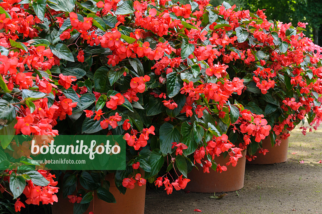 488037 - Bégonias (Begonia) dans des bacs à fleurs
