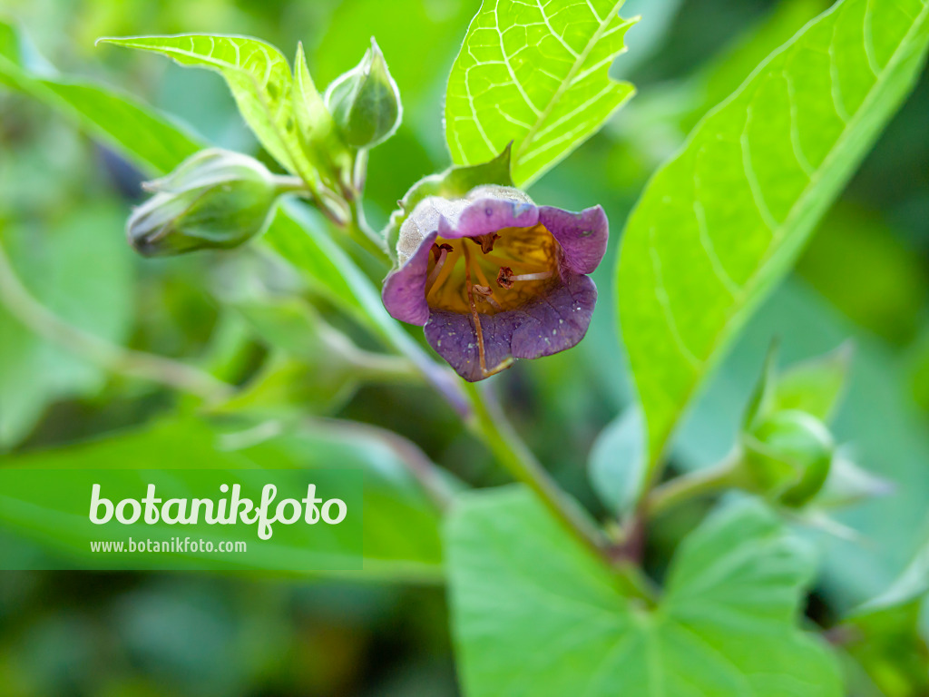 427235 - Belladone (Atropa acuminata)