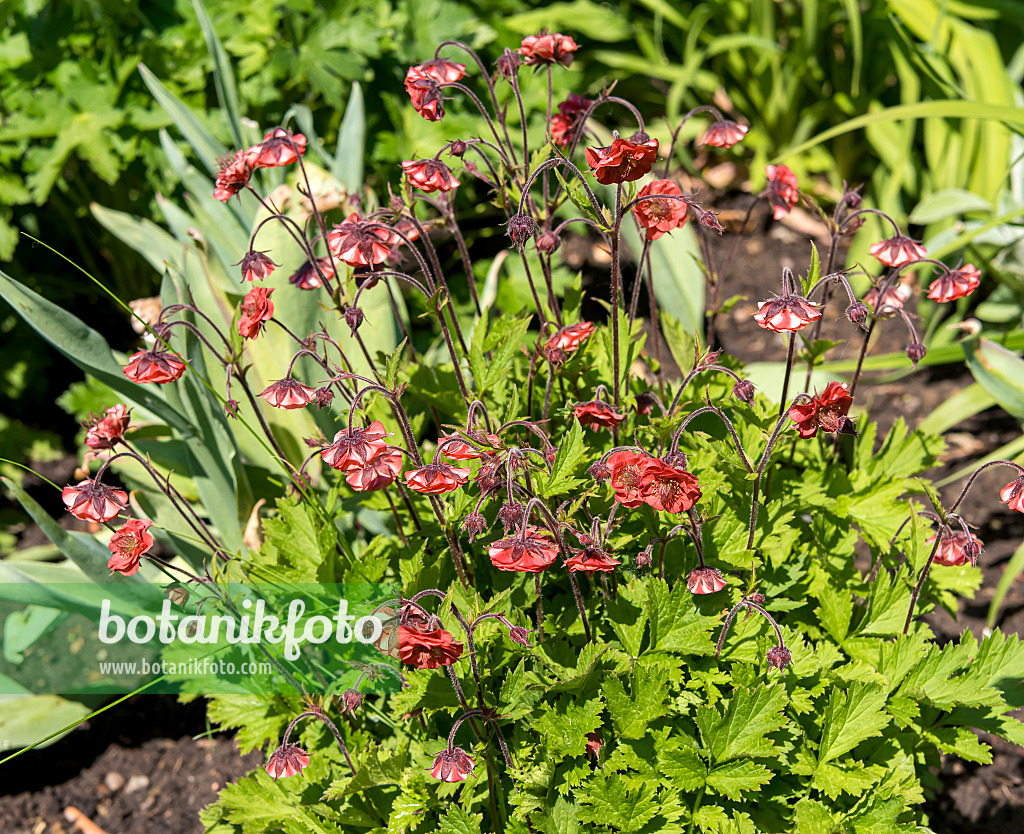 651308 - Benoîte des ruisseaux (Geum rivale 'Flames of Passion')