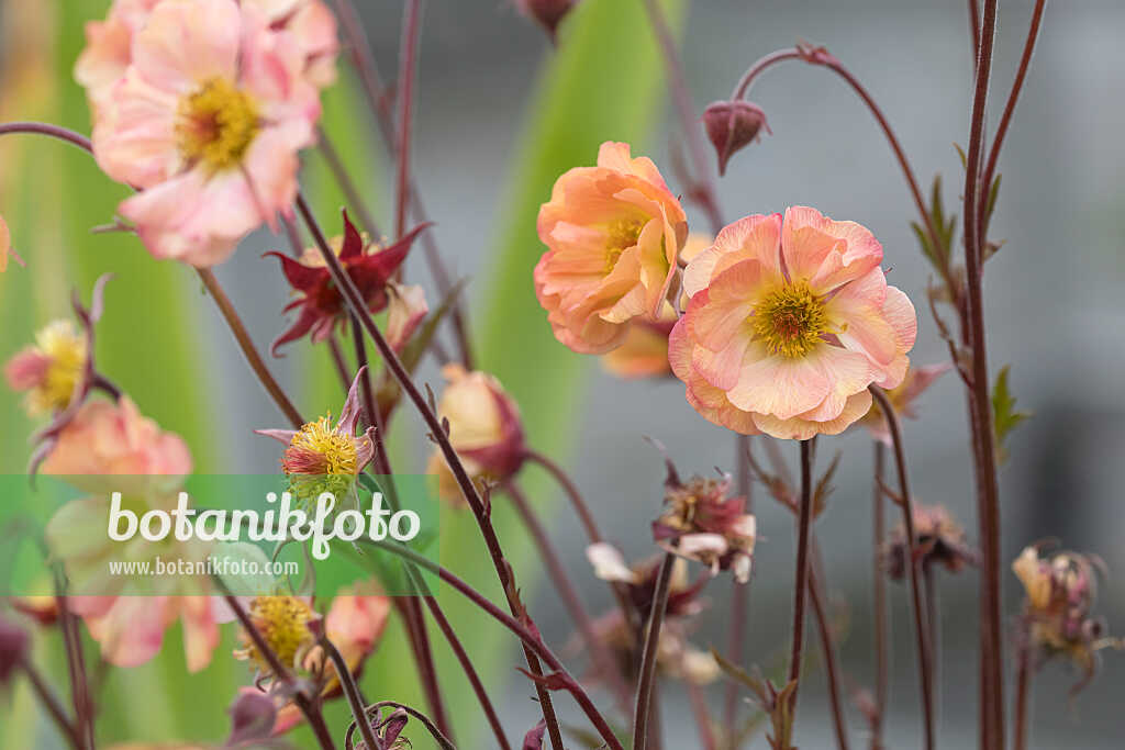 675037 - Benoîte orangée (Geum coccineum 'Nonna')