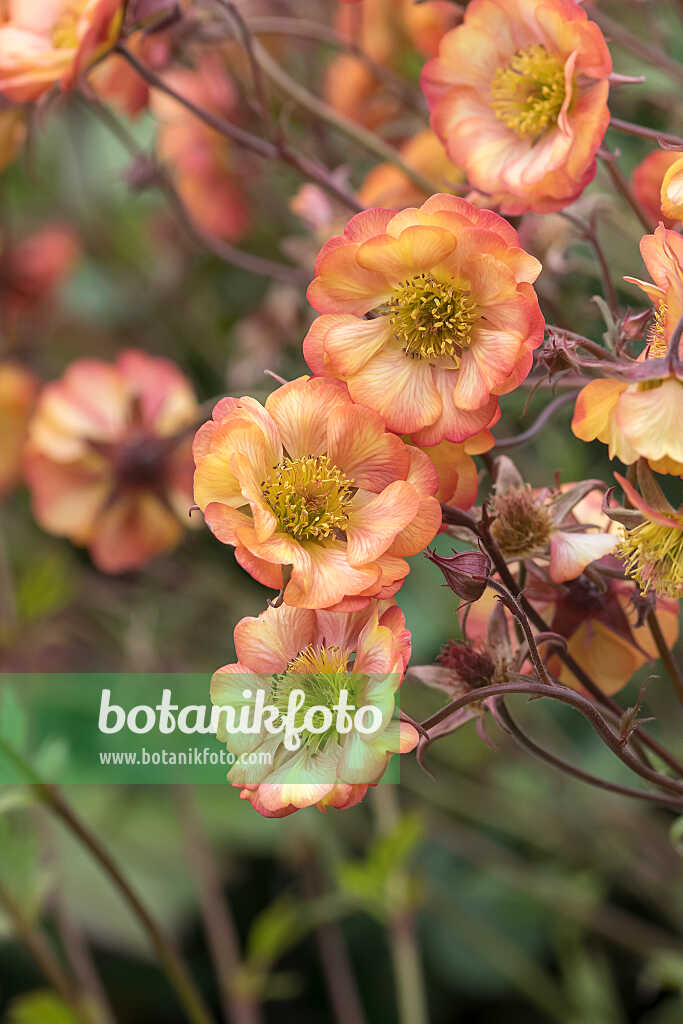 675038 - Benoîte orangée (Geum coccineum 'Nonna')