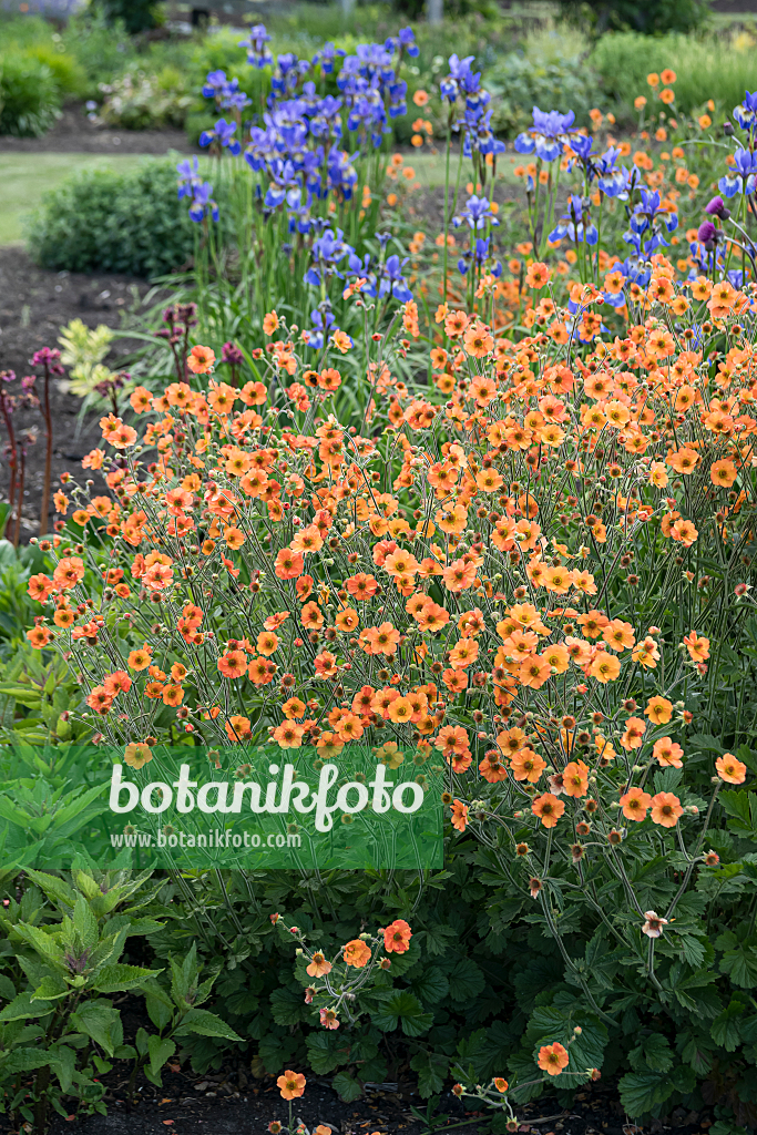 664152 - Benoîte orangée (Geum coccineum 'Totally Tangerine')