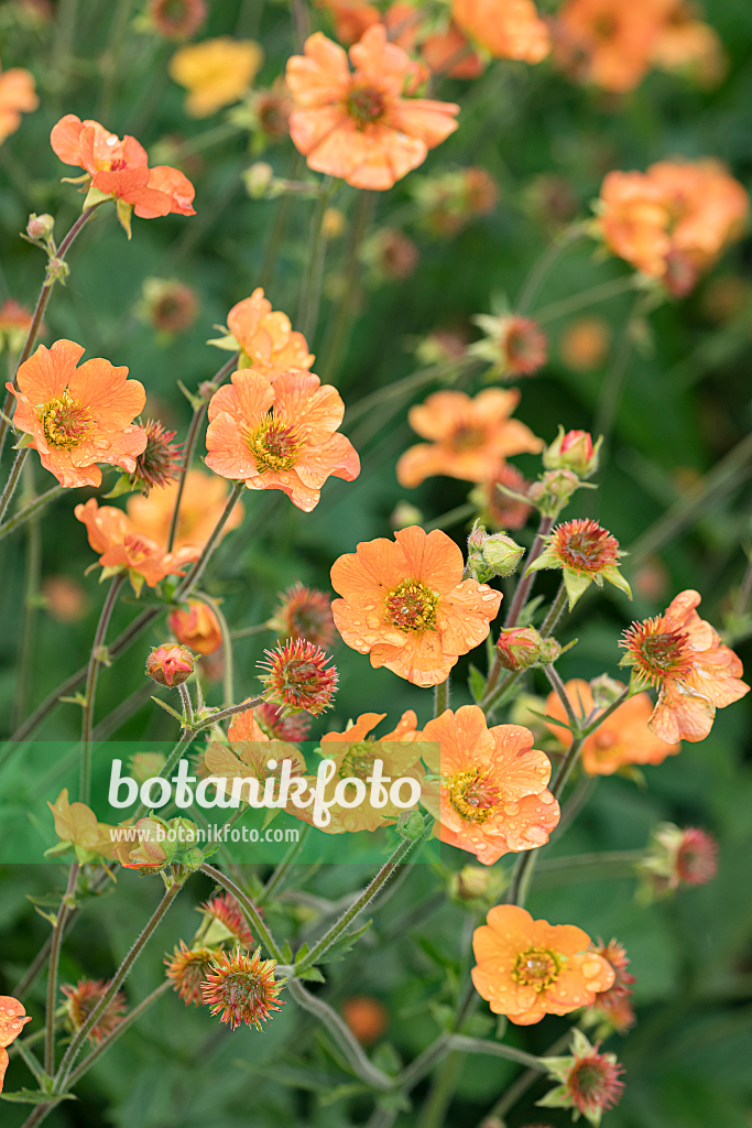 664153 - Benoîte orangée (Geum coccineum 'Totally Tangerine')