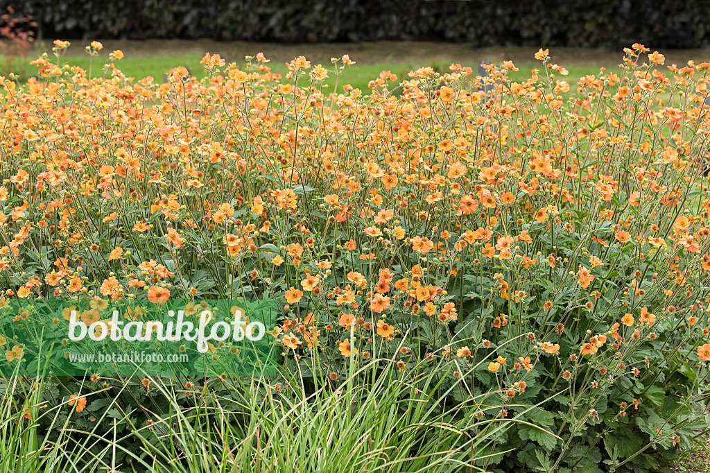 664154 - Benoîte orangée (Geum coccineum 'Totally Tangerine')