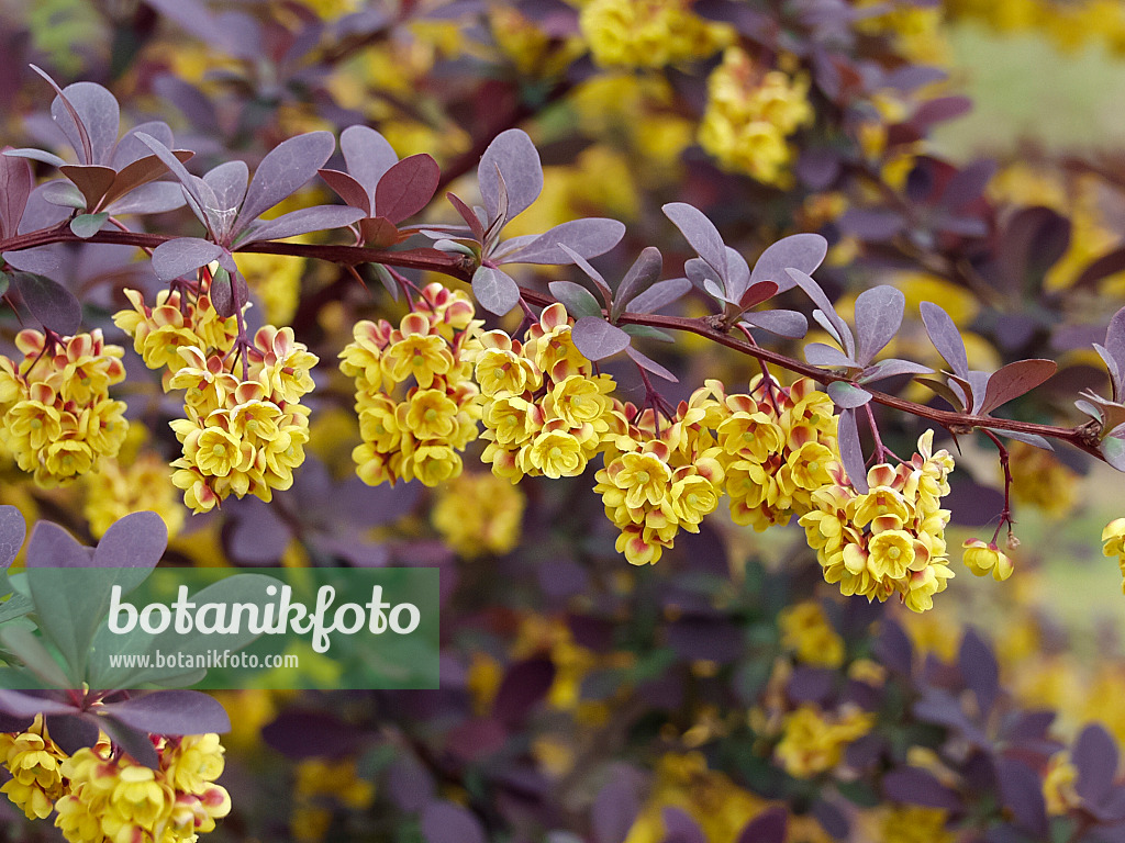 490034 - Berbéris (Berberis x ottawensis 'Superba')