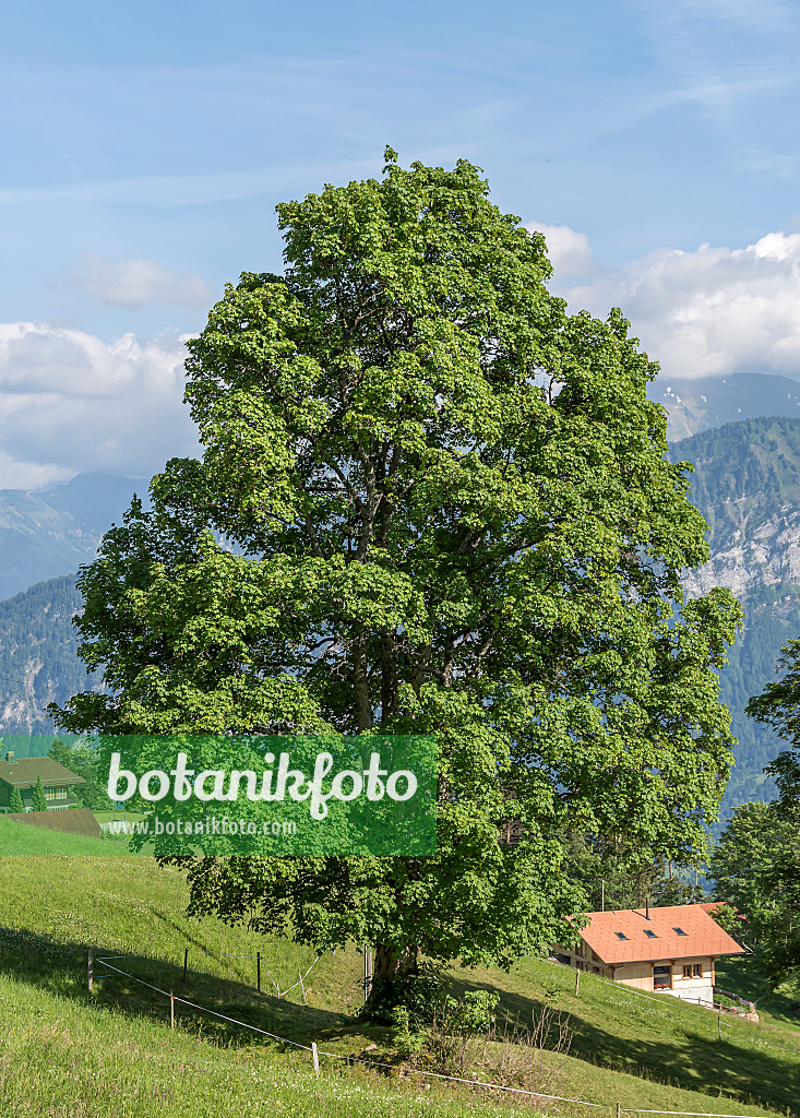 651022 - Bergahorn (Acer pseudoplatanus)