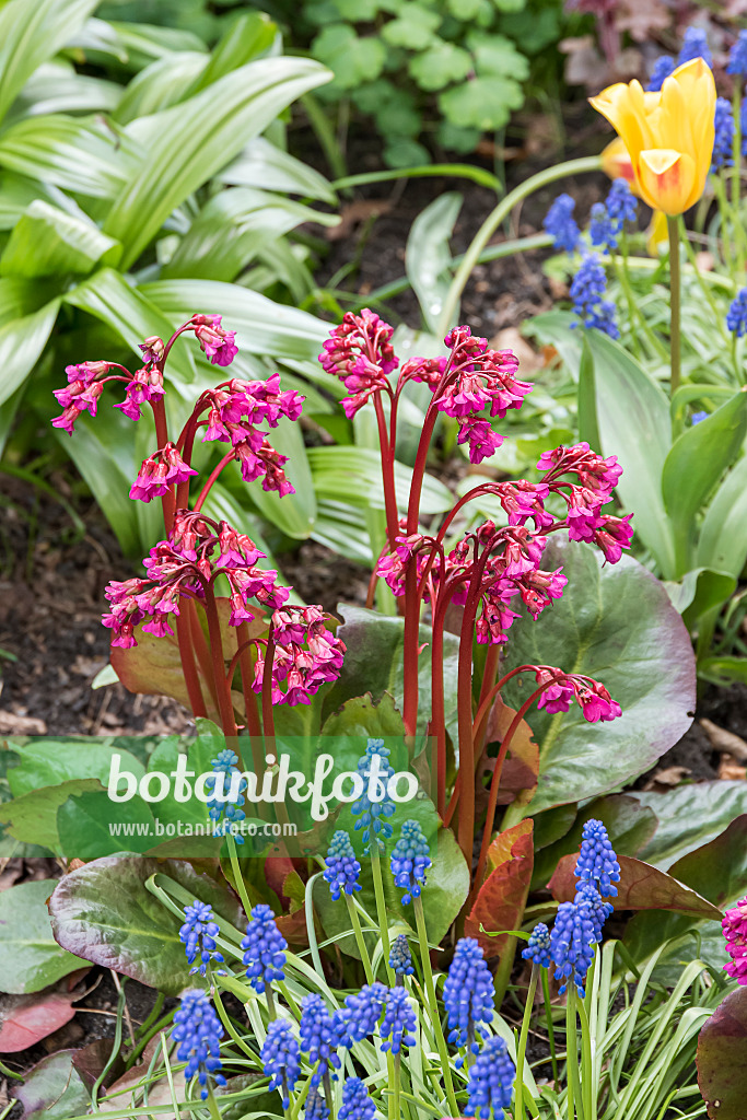 651115 - Bergénie cordée (Bergenia cordifolia 'Eroica')