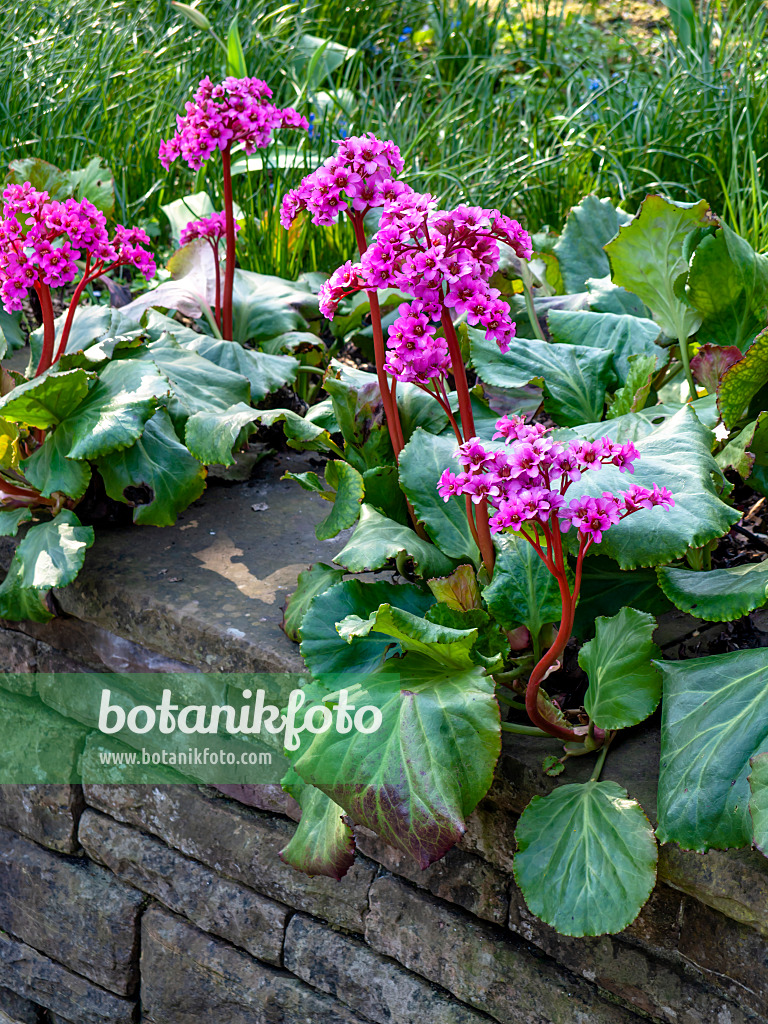 447053 - Bergénie cordée (Bergenia cordifolia 'Morgenröte')