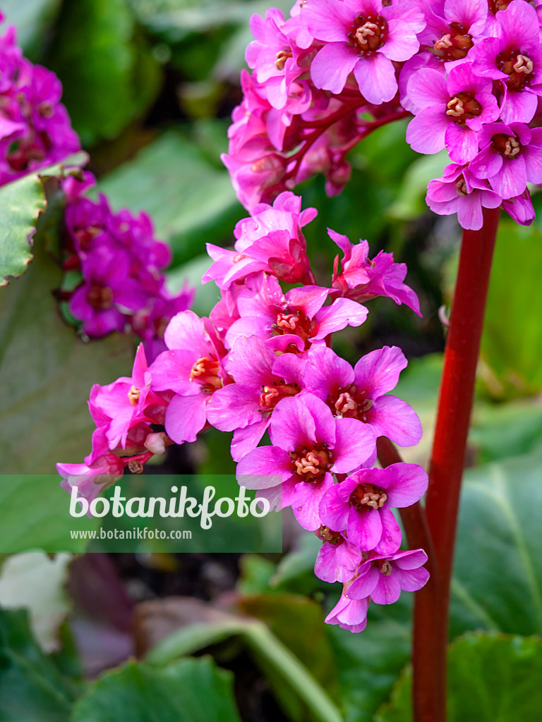 447054 - Bergénie cordée (Bergenia cordifolia 'Morgenröte')